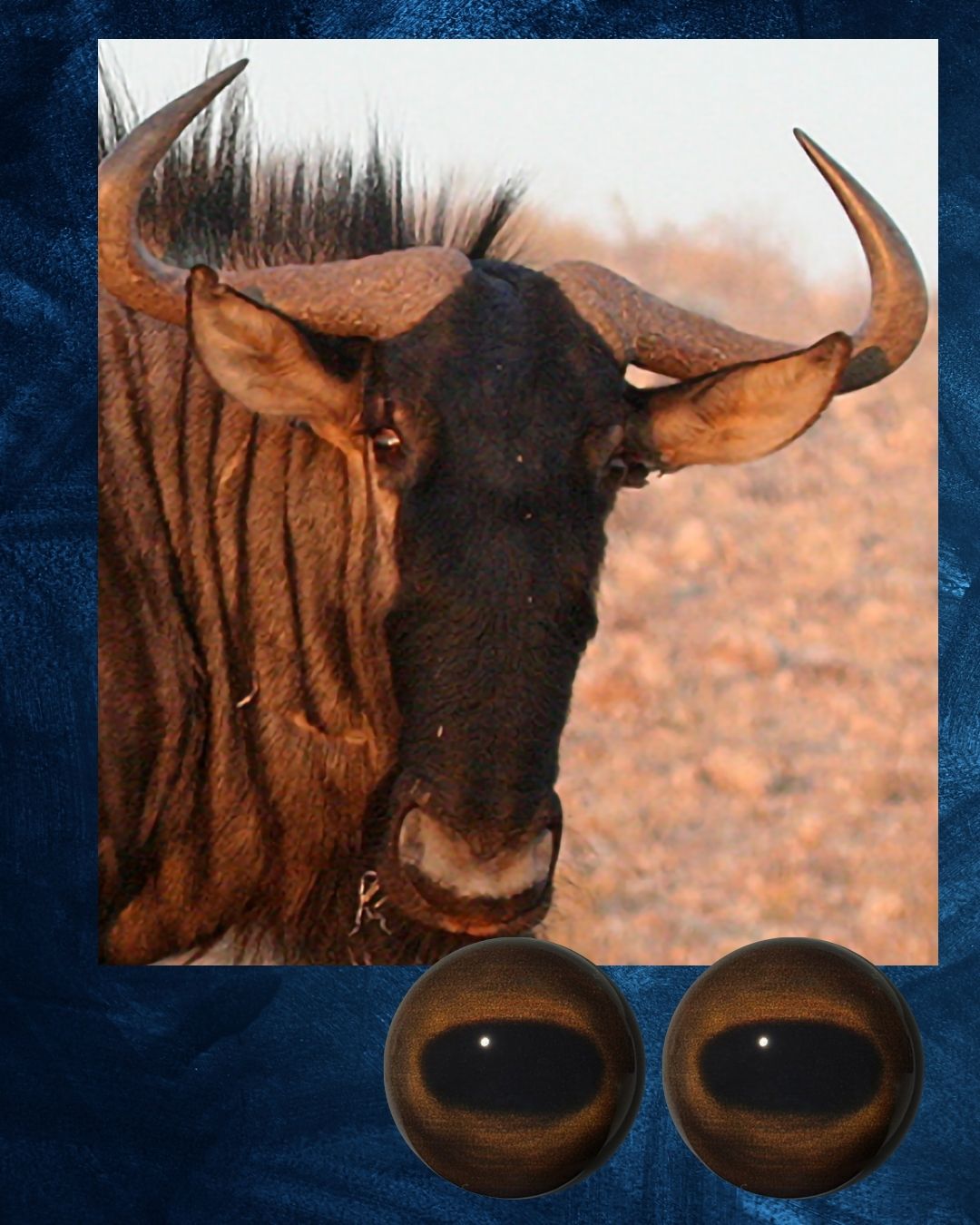 Blue Wildebeest Eye - Oval Pupil with Redish Brown to Brown Iris (BWBR)