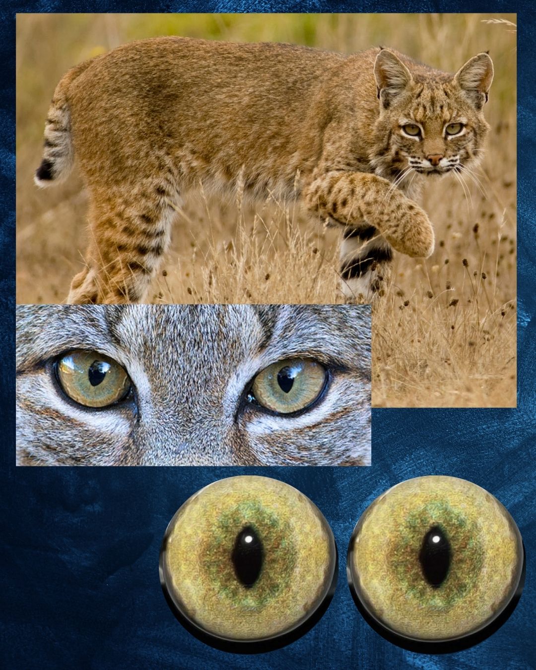 Bobcat Eye - Slit pupil with yellow green iris (BCYG)