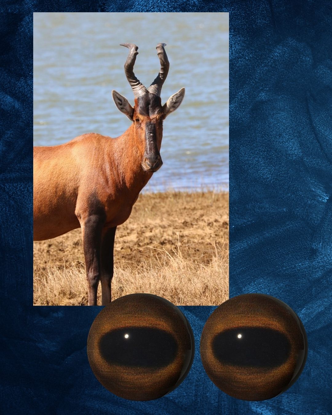 Hartebeest Eye - Oval Pupil with Redish Brown to Brown Iris (BWBR)