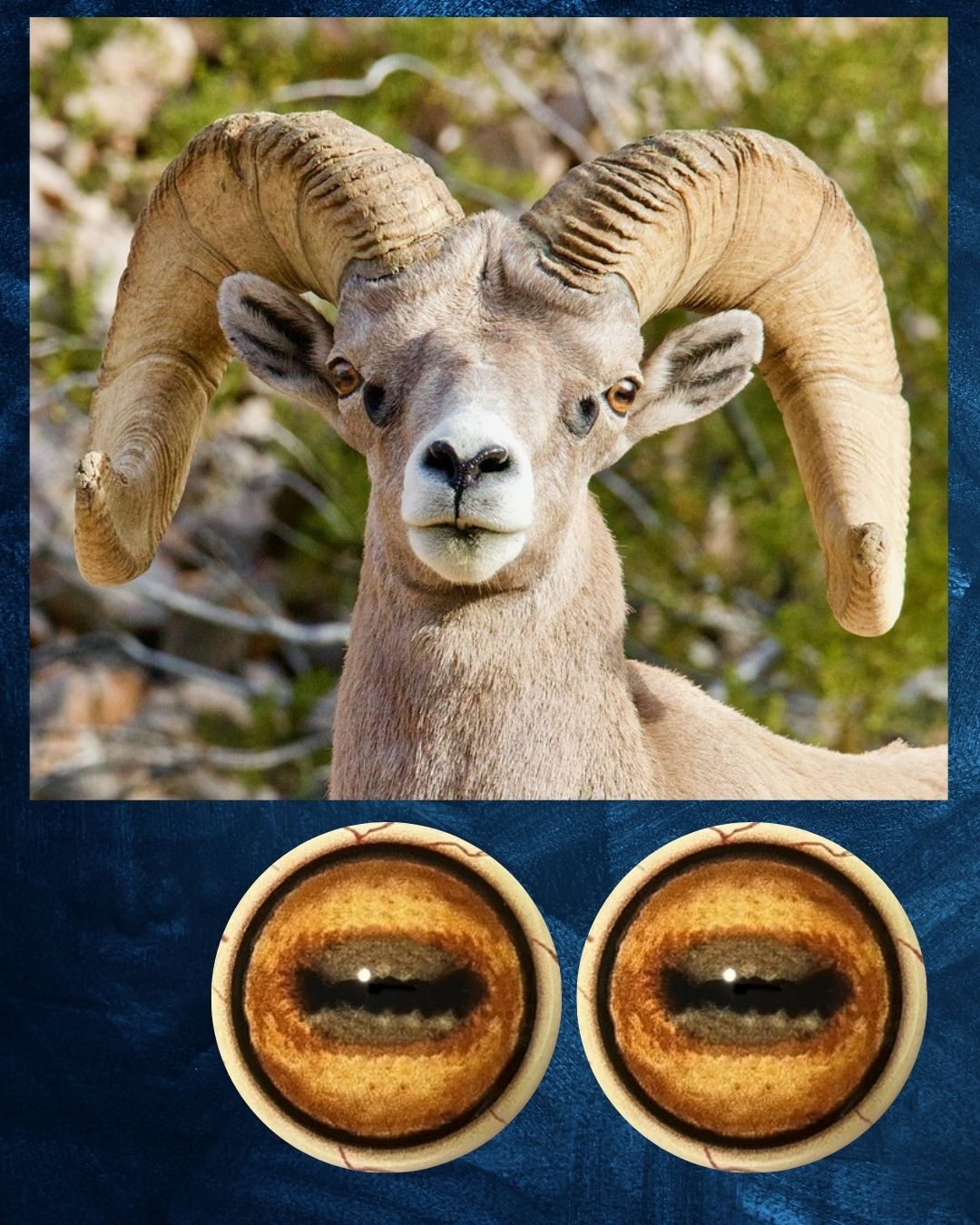 Big Horn Sheep Eye - Oval Pupil with yellow brown Iris (SHL)