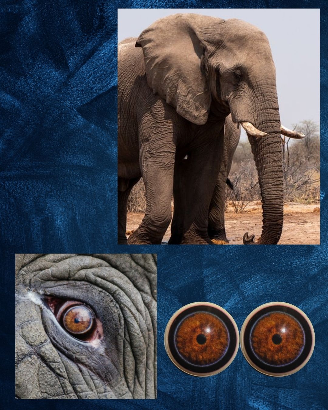 Elephant Eye - Round pupil with mottled Brown Irus and black and blue outer ring (ELD)