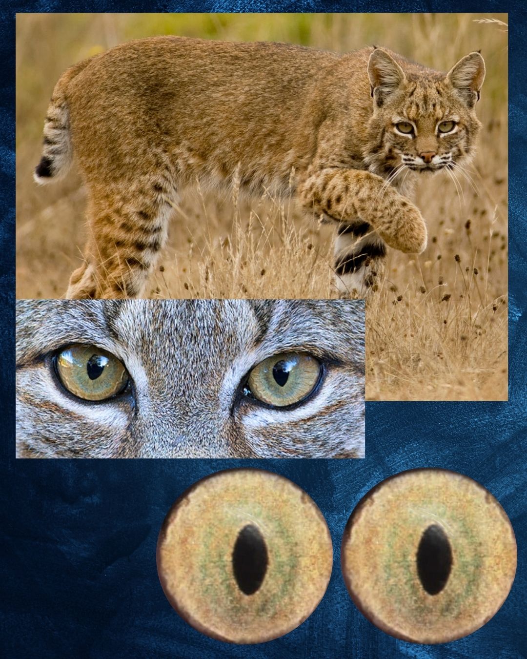 Bobcat Eye - Slit pupil with yellow green iris (BCYG)
