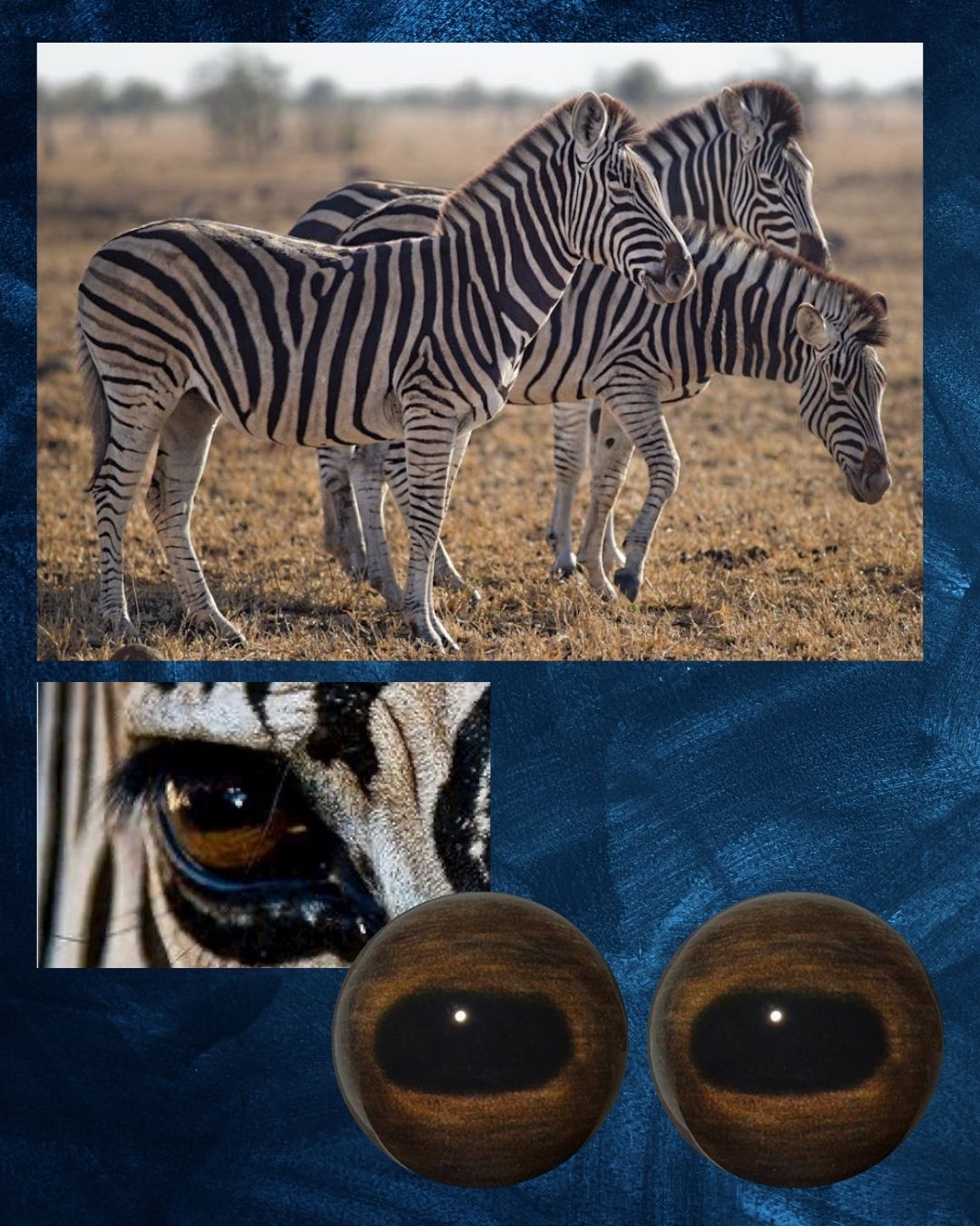 Zebra Eye - Oval pupil with light brown and dark brown iris (ZEB)
