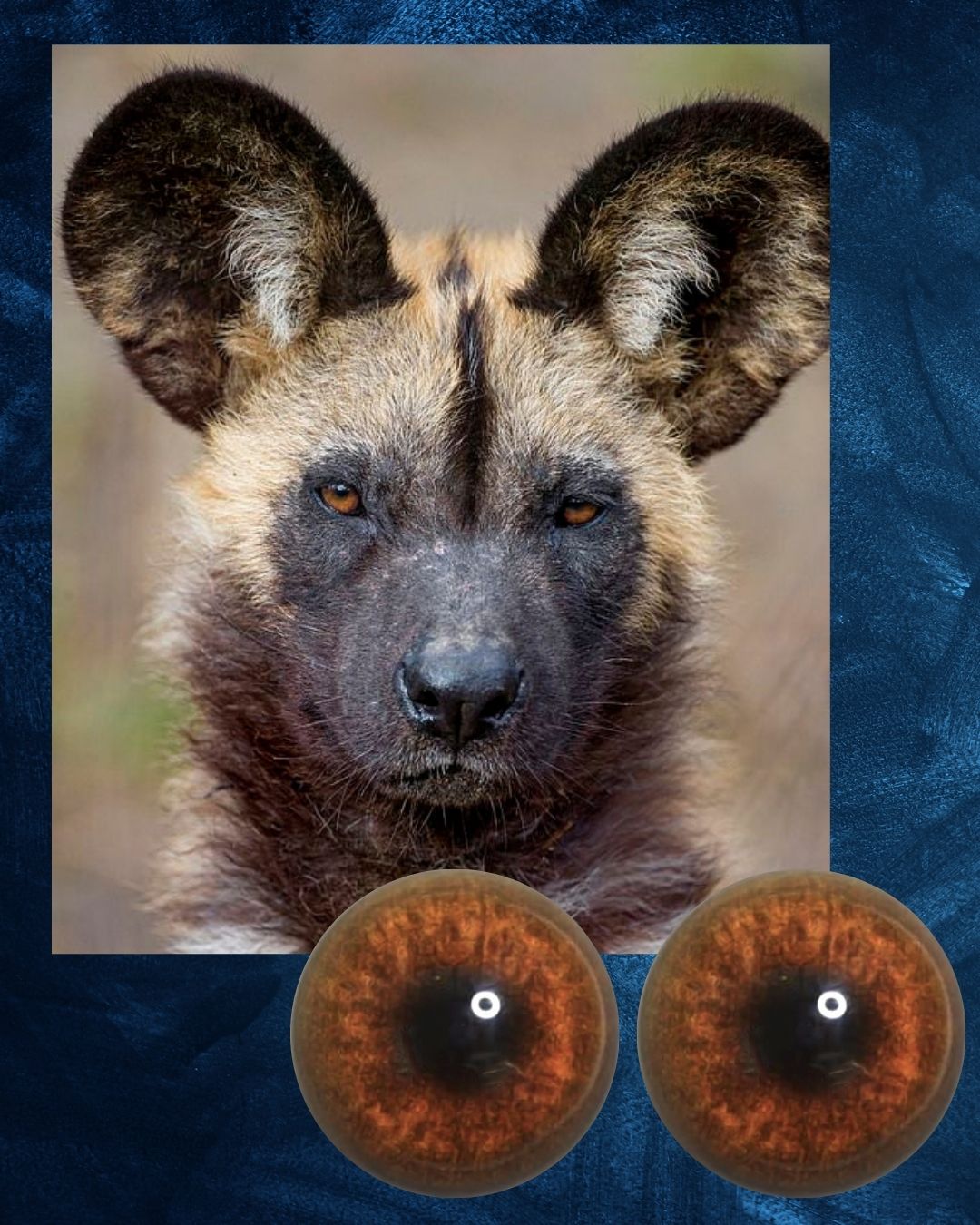 Wild Dog Eye - Round pupil with light brown Iris (WD)