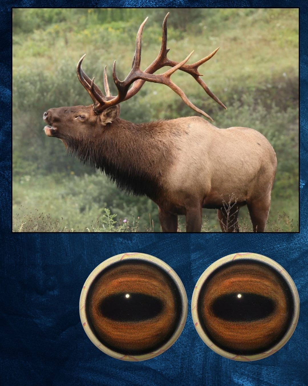Elk Eyes - Oval Pupil with reddish brown to brown Iris and black contraction rings (ELKLB)