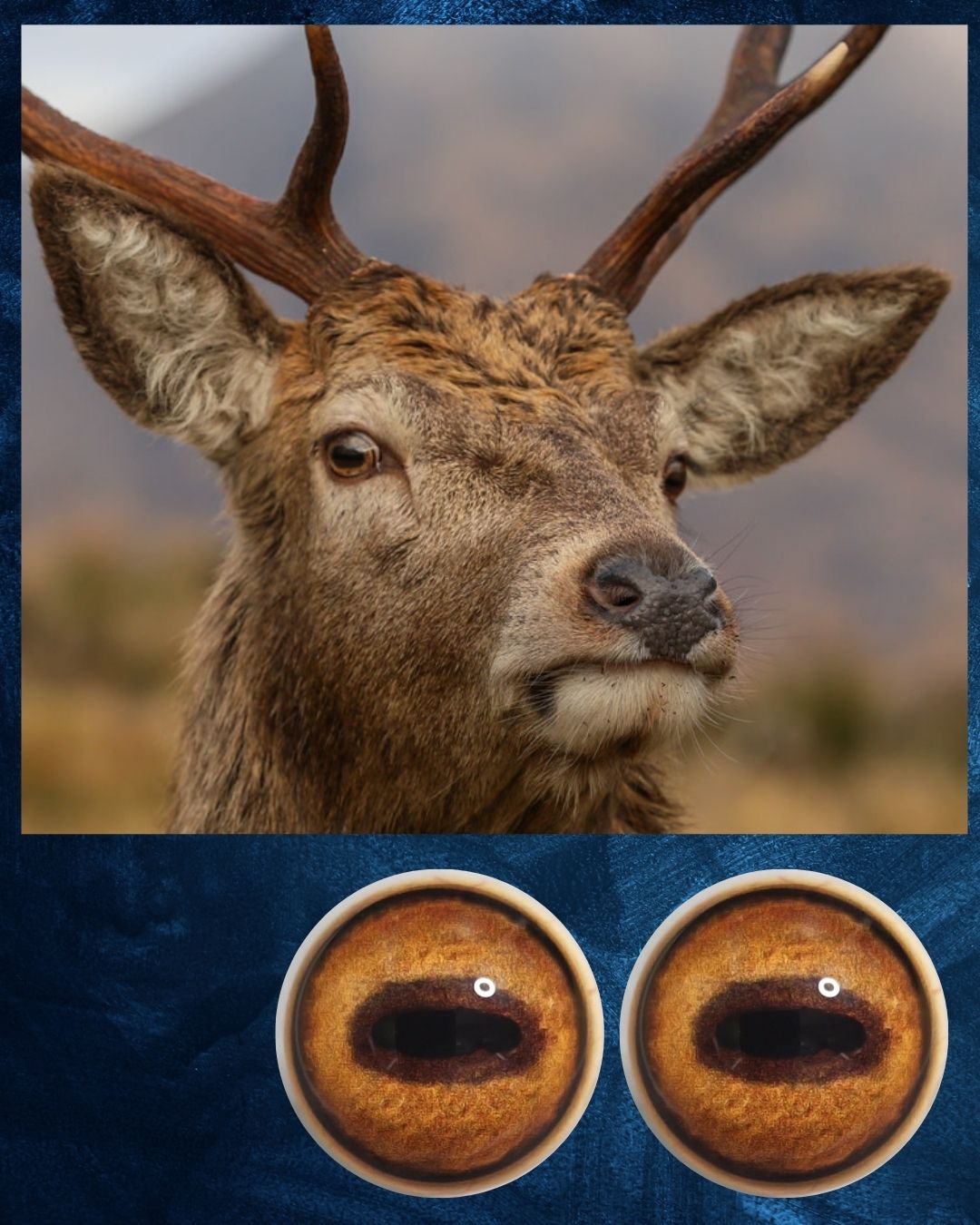 Red Deer Eye - Oval Pupil with golden brown Iris (RSGB)