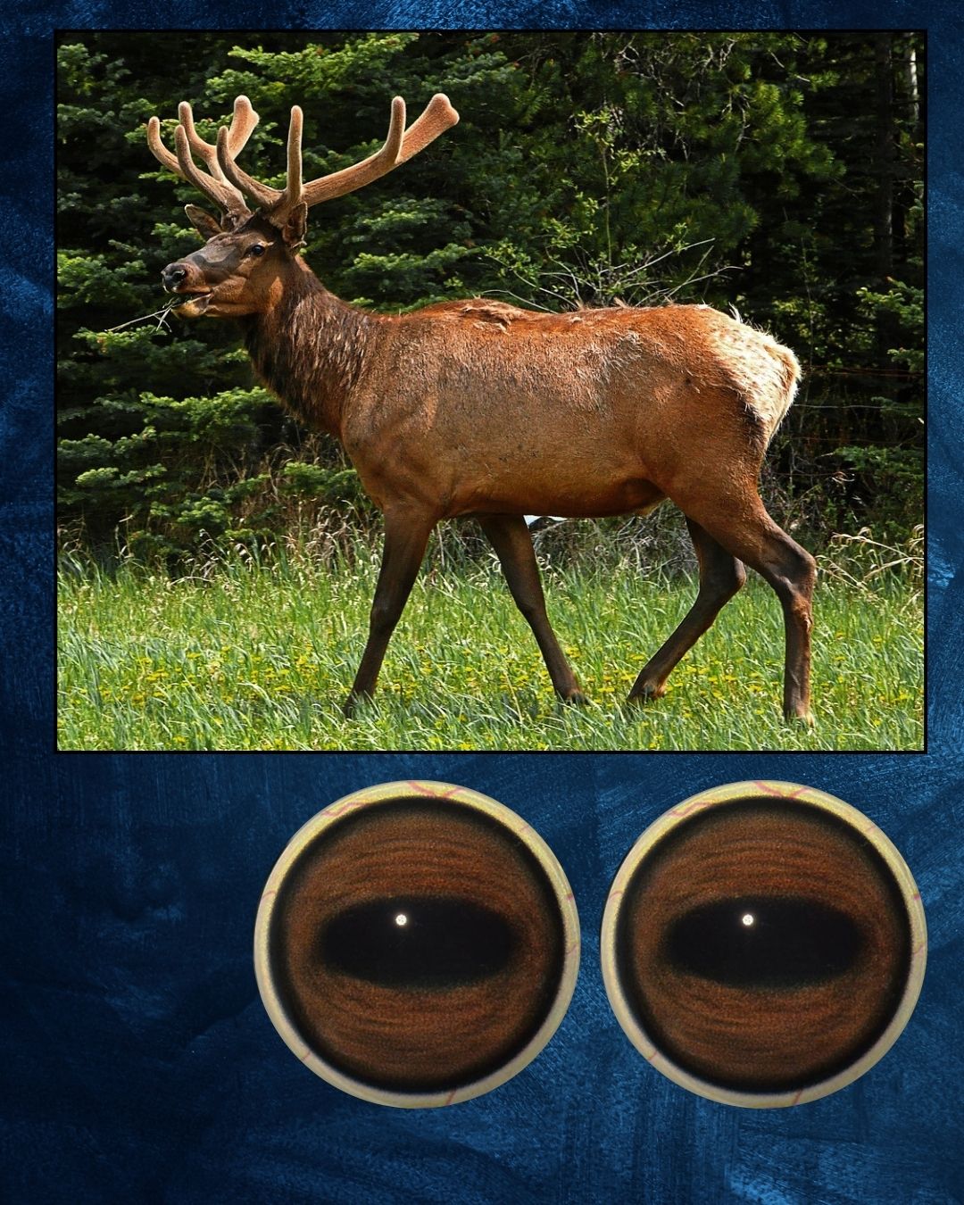 Elk Eyes - Oval Pupil with Warm Brown Iris and black circular contraction rings (ELKB)