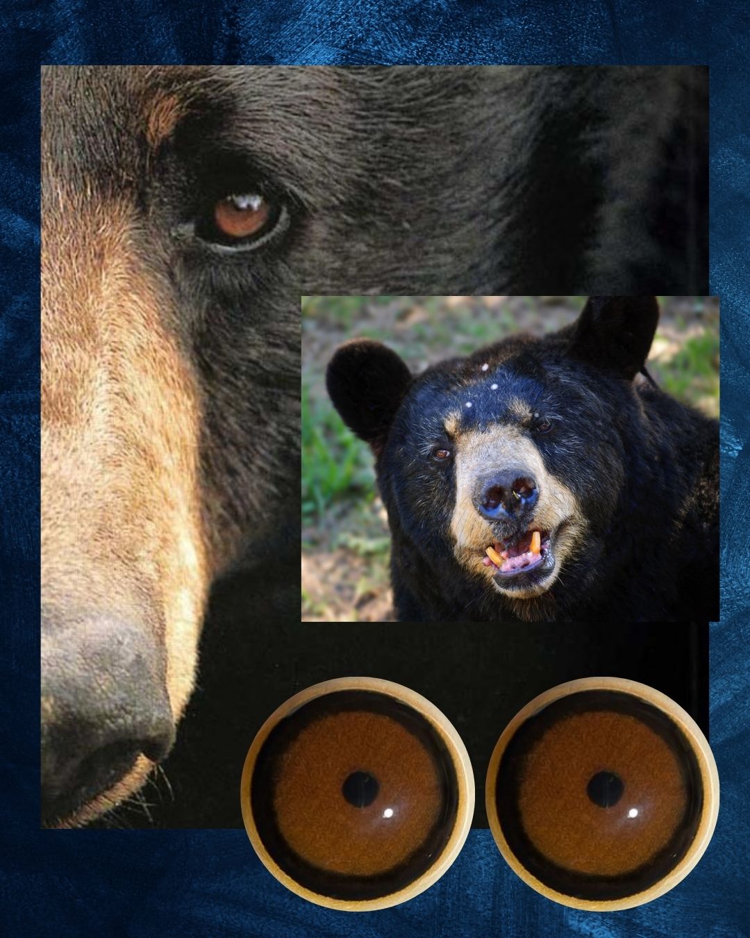 Bear Eye - Round Pupil with brown Iris (BBB)