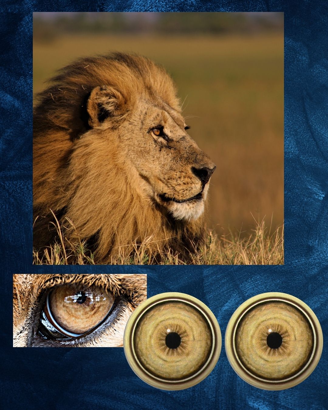 Lion Eye - Small pupil with yellow brown Iris and white, black and brown outer rings (LCT)