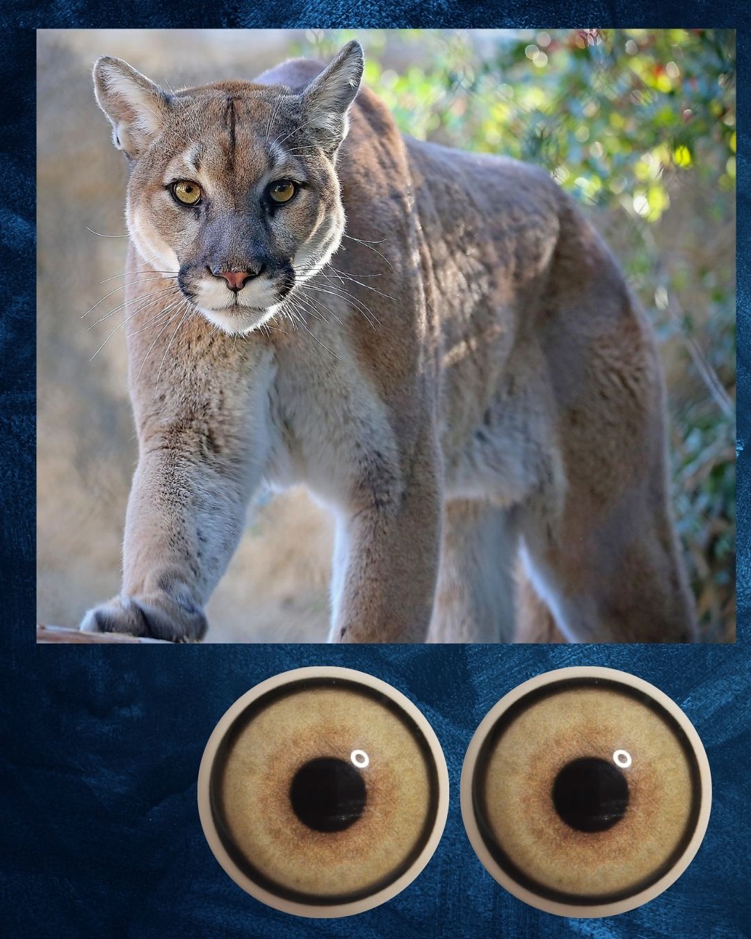 Mountain Lion Eye - Large pupil with yellow brown Iris (MLYB)
