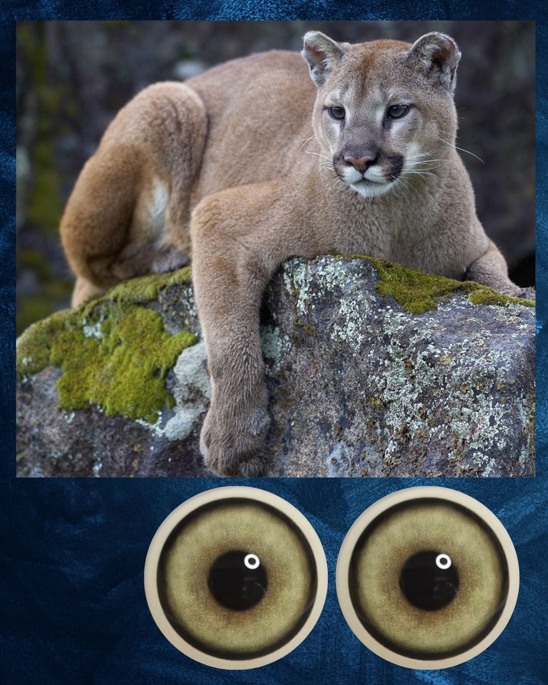 Mountain Lion Eye - Large round pupil with yellow green Iris (MLYG-RP)