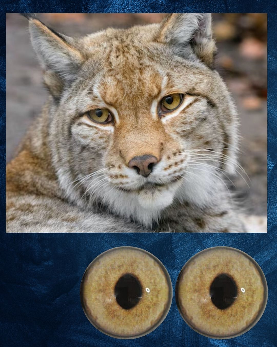 Lynx Eye - Wider Slit pupil with light yellow iris (Lynx)