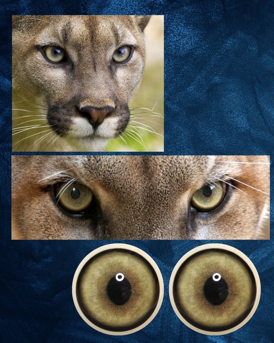 Mountain Lion Eye - Large oval like pupil with yellow green Iris (MLYG-OP)