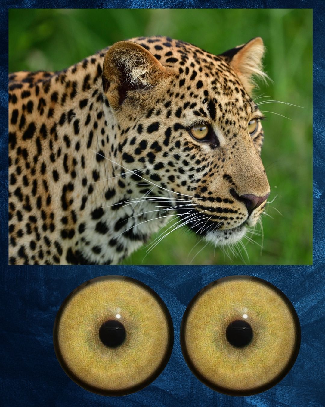 Leopard Eye - Round pupil with yellow brown Iris (LEPYB)
