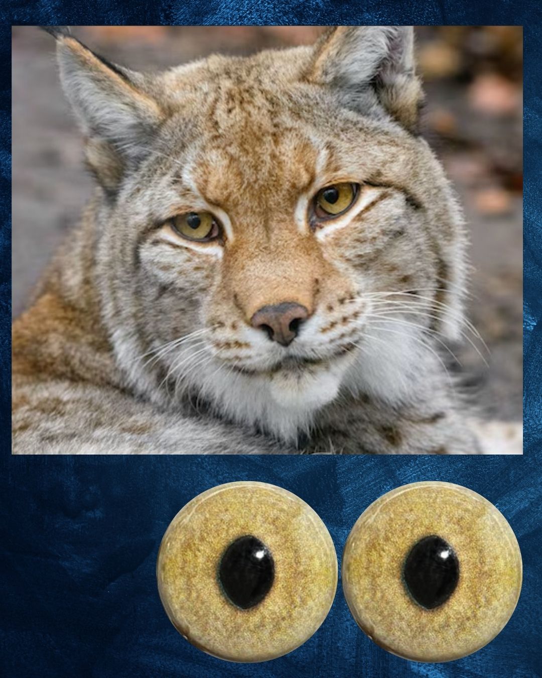 Lynx Eye - Wider Slit pupil with light yellow iris (Lynx)