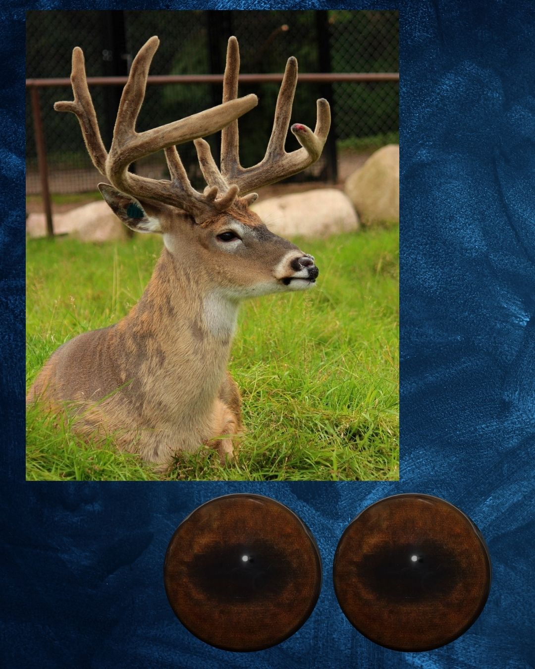 Whitetail Deer Eye - Oval Pupil with medium brown and black Iris (WTM)
