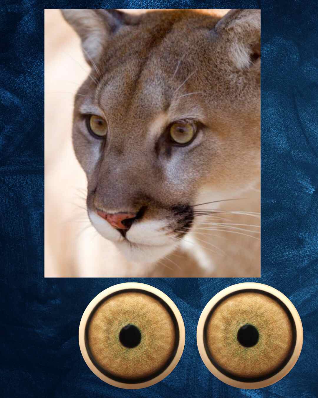 Mountain Lion Eye - Small pupil with light yellow brown Iris and green inner shade (MLBG-SP)