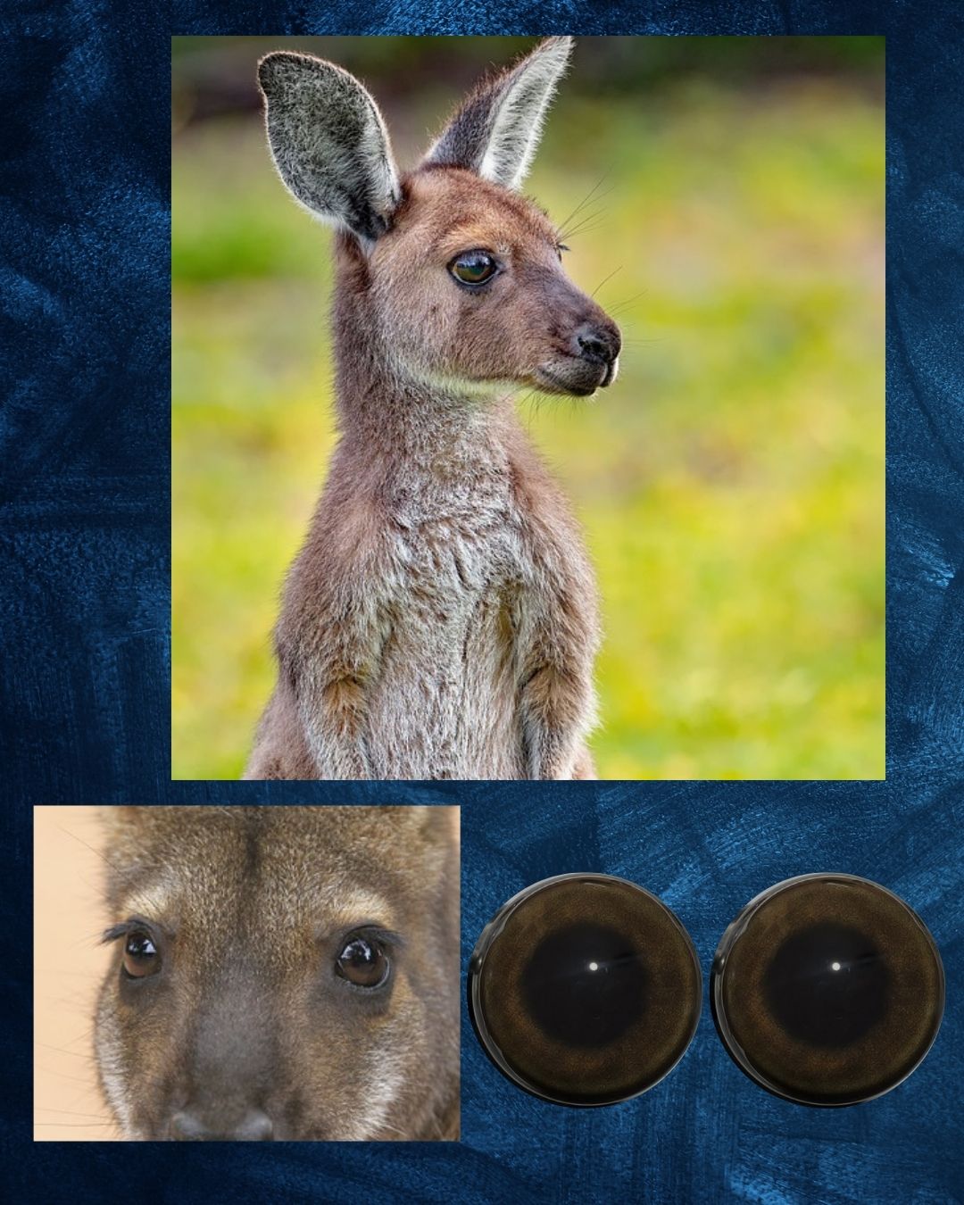 Kangaroo Eye - Round pupil with brown iris (Kan)