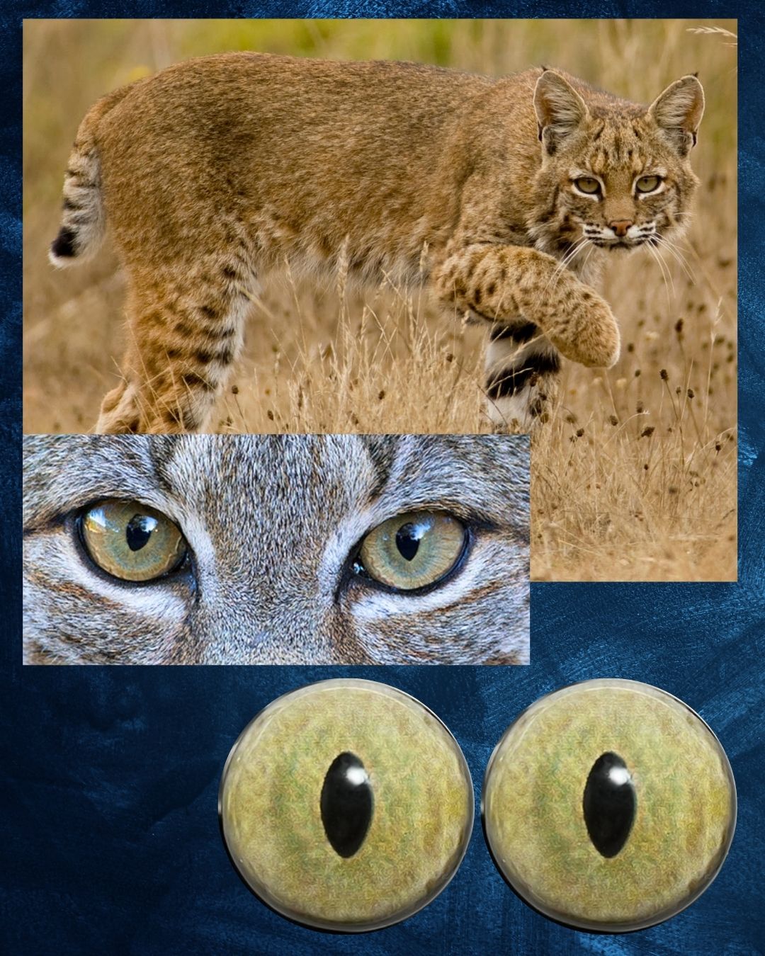 Bobcat Eye - Slit pupil with yellow green iris (BCYG)