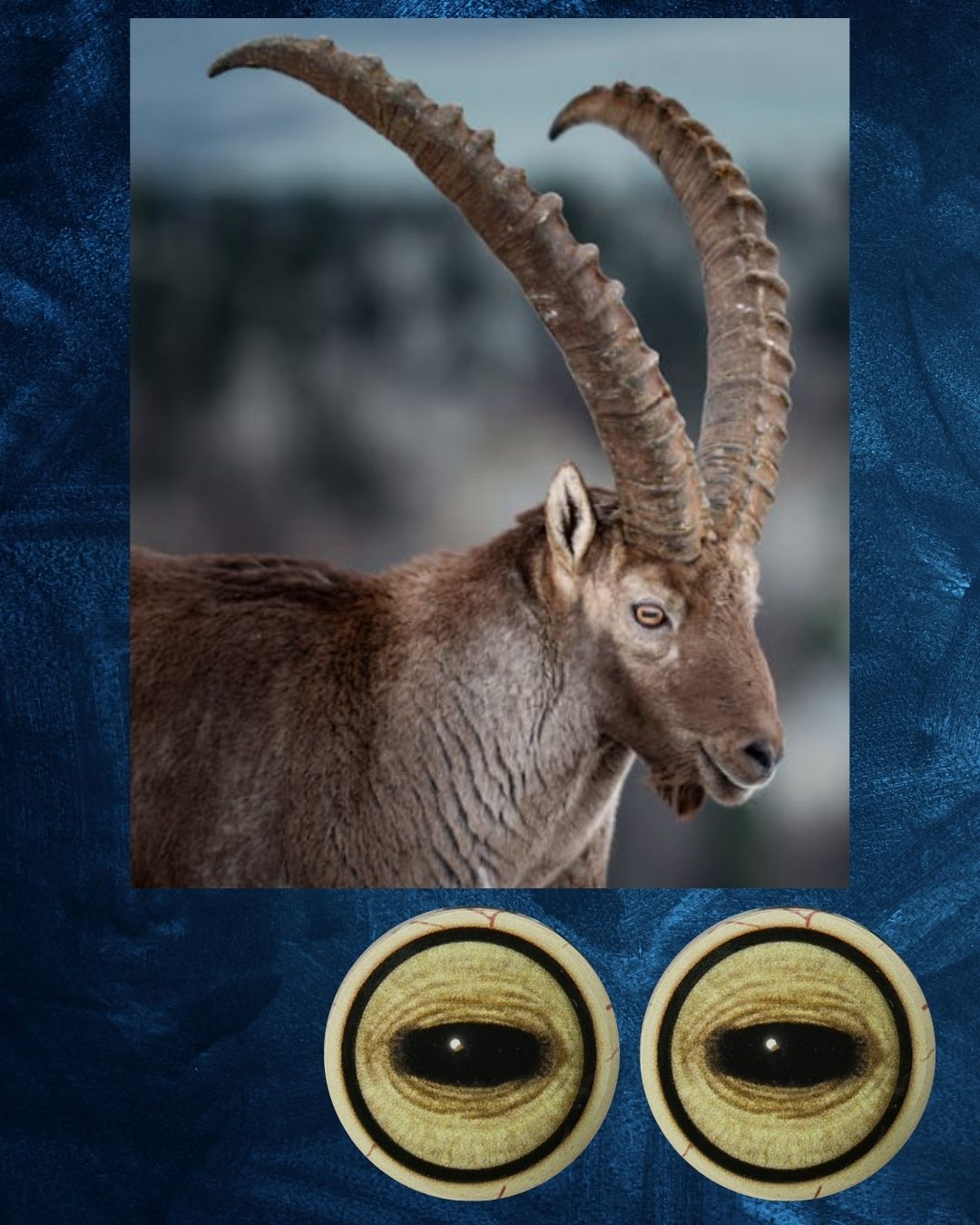 Ibex Eye - Oval Pupil with yellow Iris (MFL)
