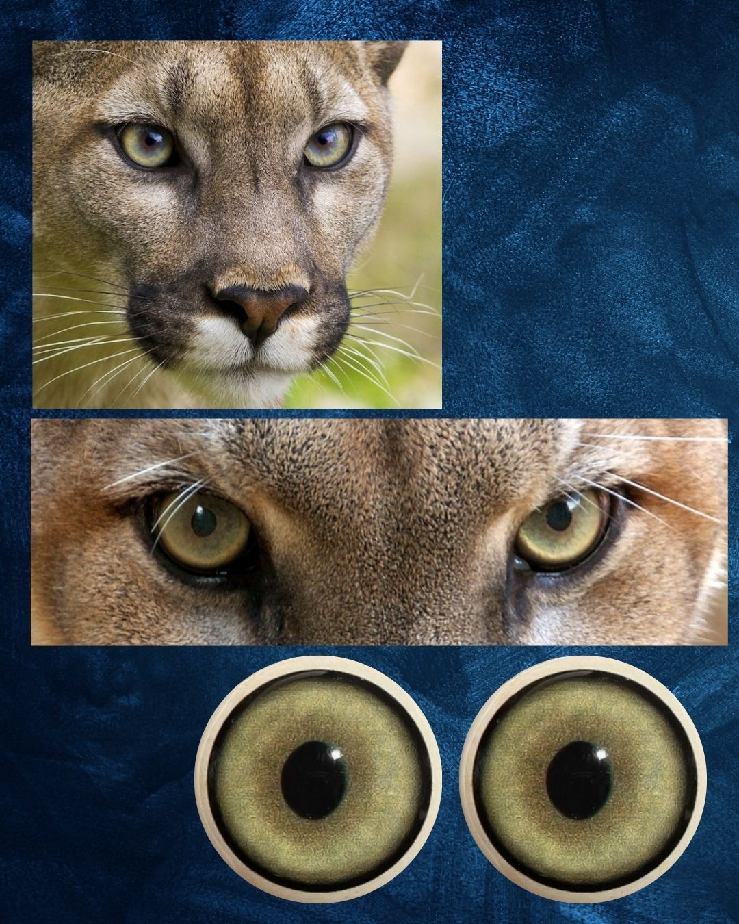 Mountain Lion Eye - Large oval like pupil with yellow green Iris (MLYG-OP)