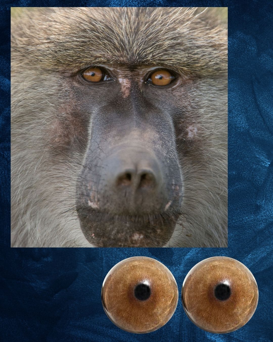 Baboon Eye - Round pupil with light Brown Iris (Bab)