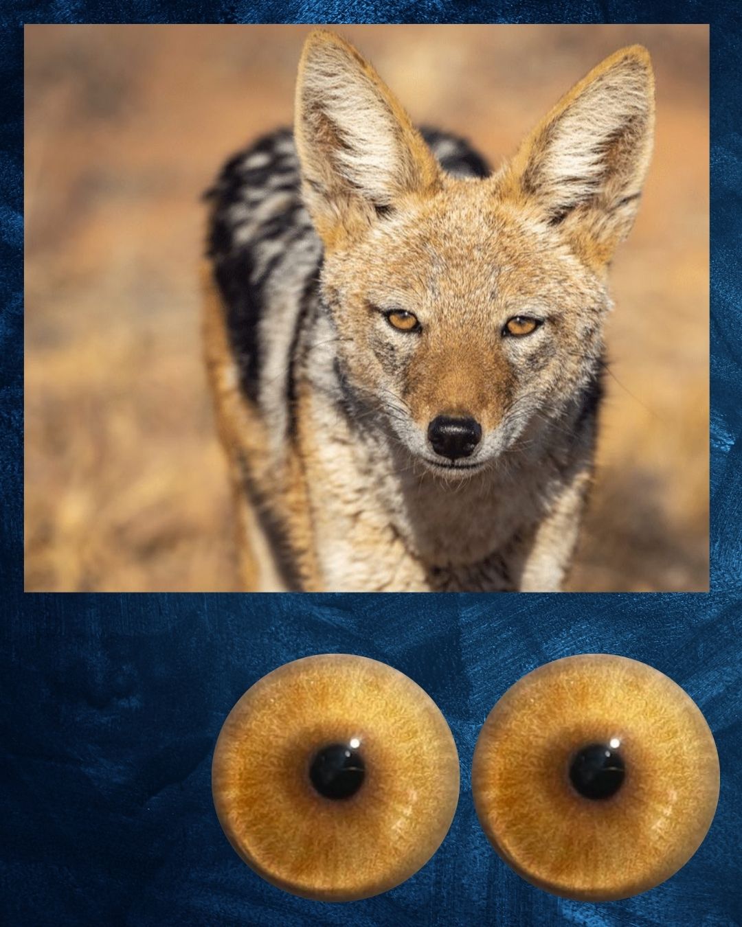 Jackal Eye - Round pupil with orange brown Iris (JackL)