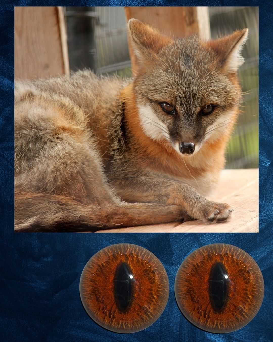 Gray Fox Eye - Slit pupil with red brown iris (GFox)