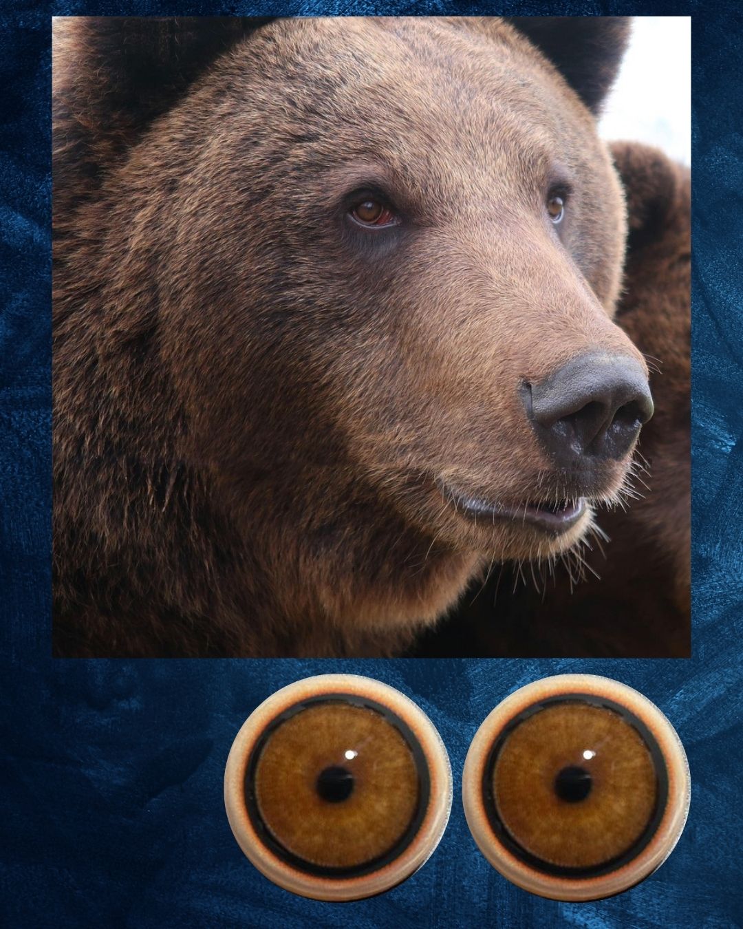 Bear Eye - Round Pupil with light brown Iris (BBLB)