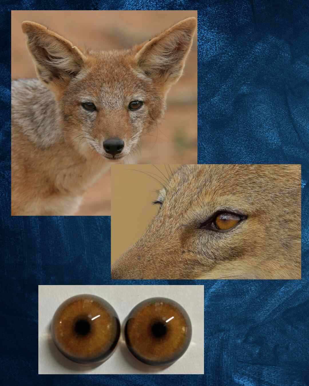 Jackal Eye - Round pupil with orange brown Iris and black outer ring (Jack)