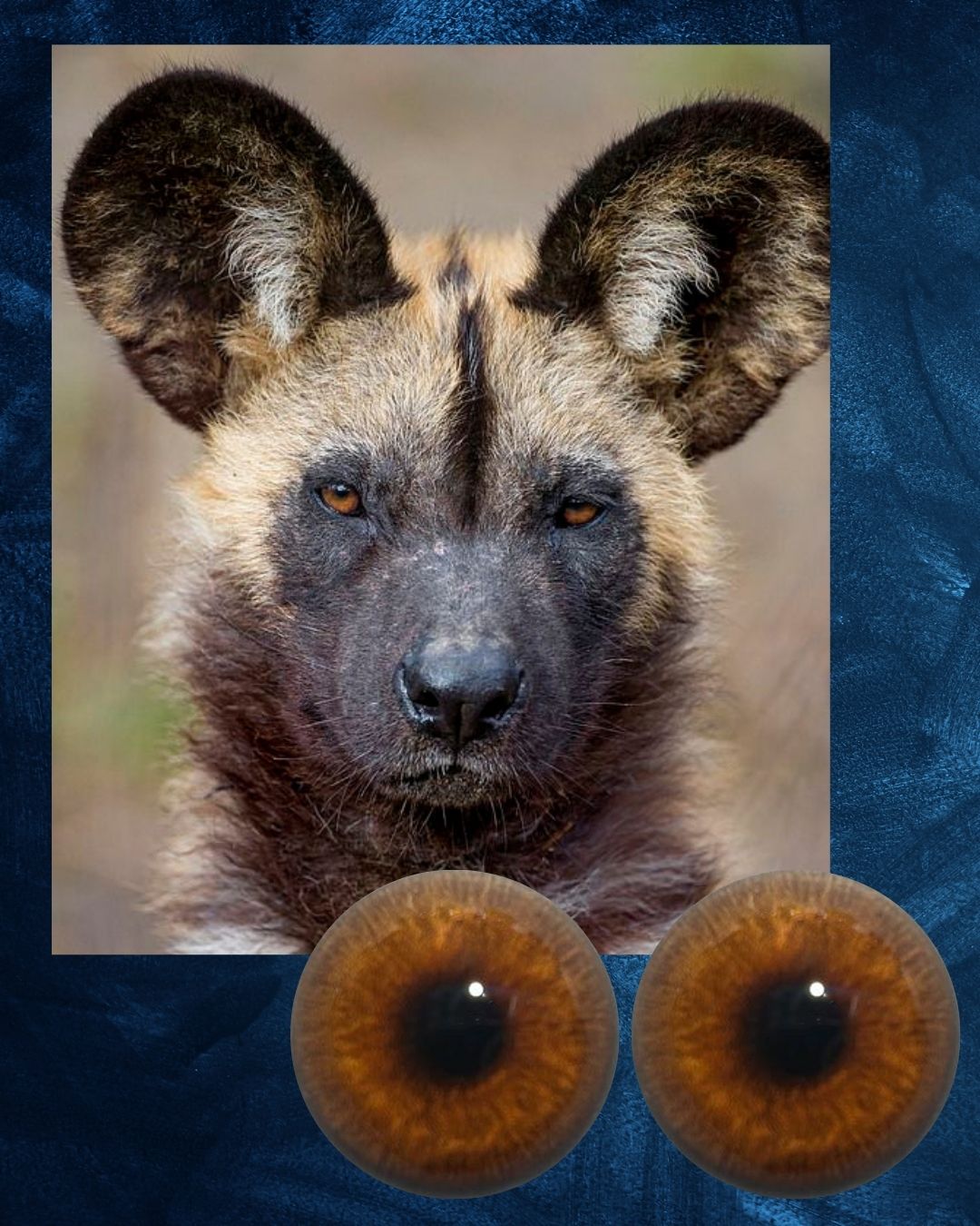 Wild Dog Eye - Round pupil with light brown Iris (WD)