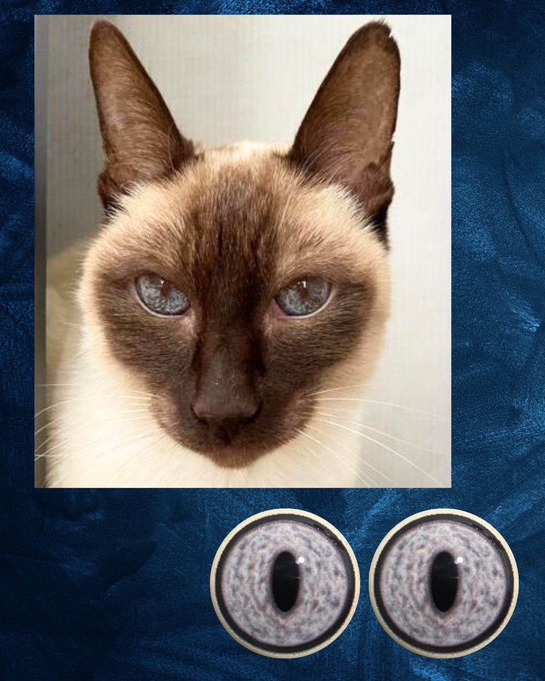 Cat Eye - Slit pupil with mottled grey iris with a hint of blue (DcatB)