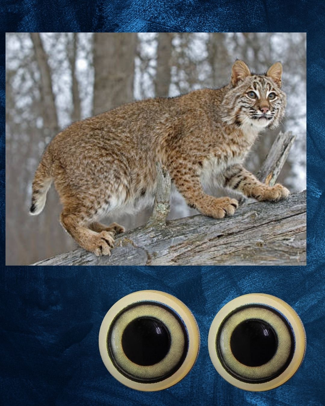 Bobcat Eye - Dilated pupil with light yellow green to grey iris (CARYG-DP)