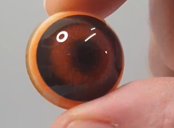 Bear Eye - Round Pupil with medium brown Iris (Bear)