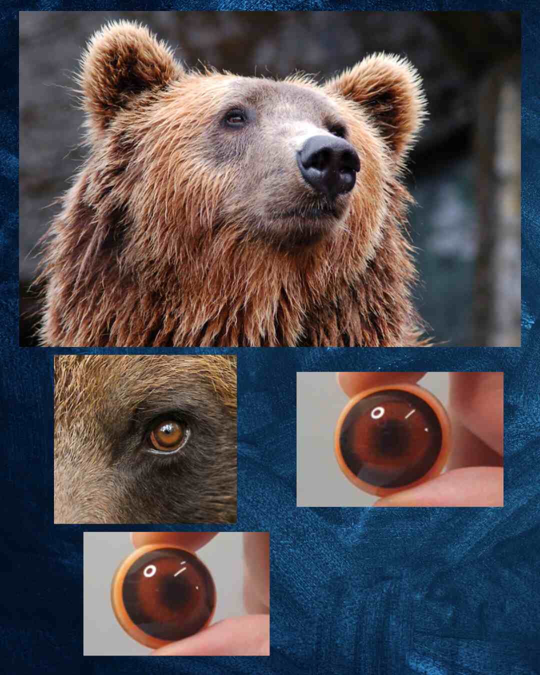 Bear Eye - Round Pupil with medium brown Iris (Bear)