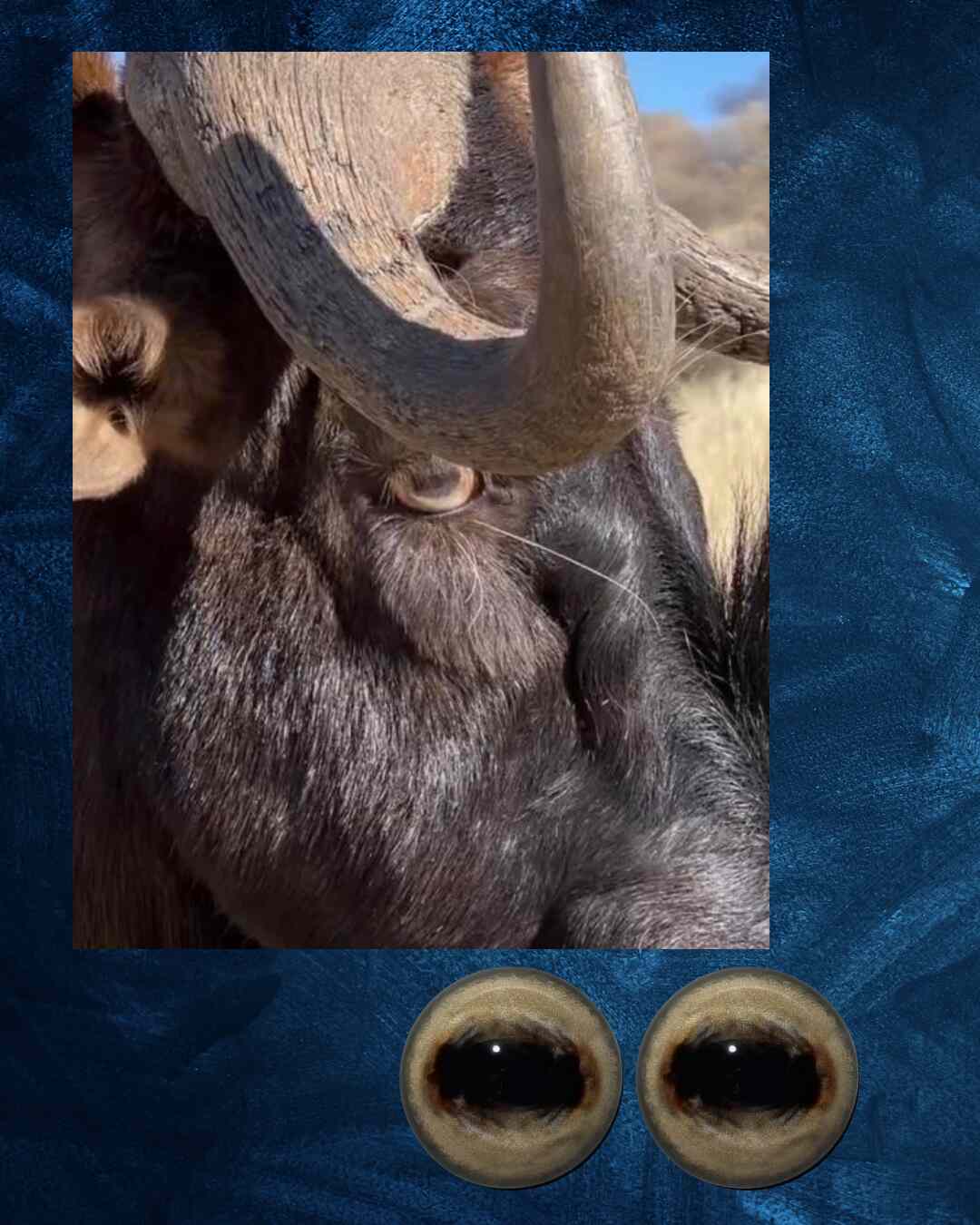 Black Wildebeest Eye - Oval Pupil with creamy light brown Iris (FDL-NB)