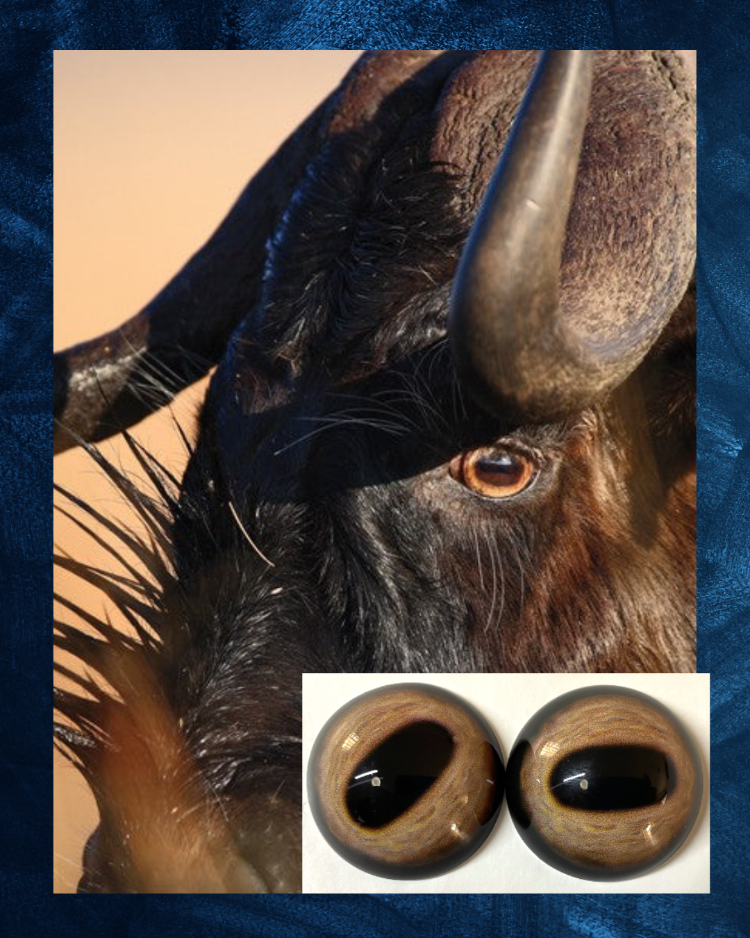 Black Wildebeest Eye - Oval pupil with creamy Iris- Brown and white circular veins (BWBY)