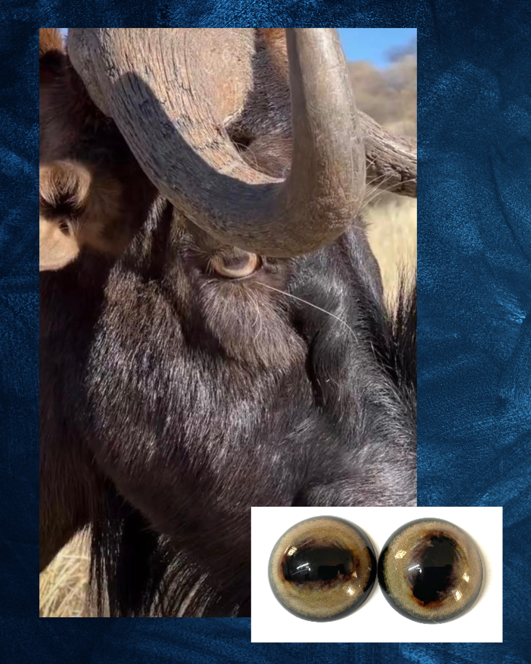 Black Wildebeest Eye - Oval Pupil with creamy light brown Iris (FDL-NB)