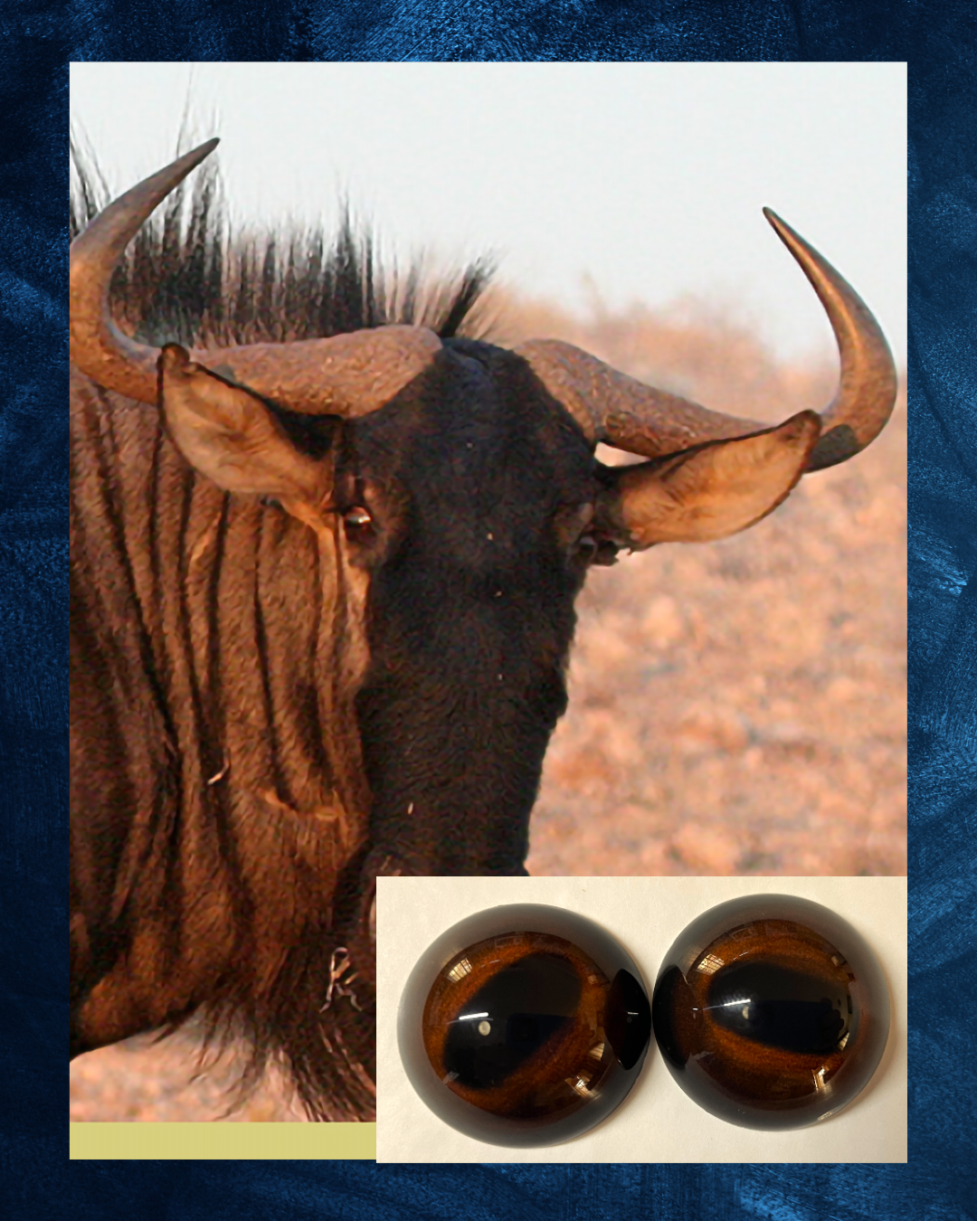 Blue Wildebeest Eye - Oval Pupil with Redish Brown to Brown Iris (BWBR)