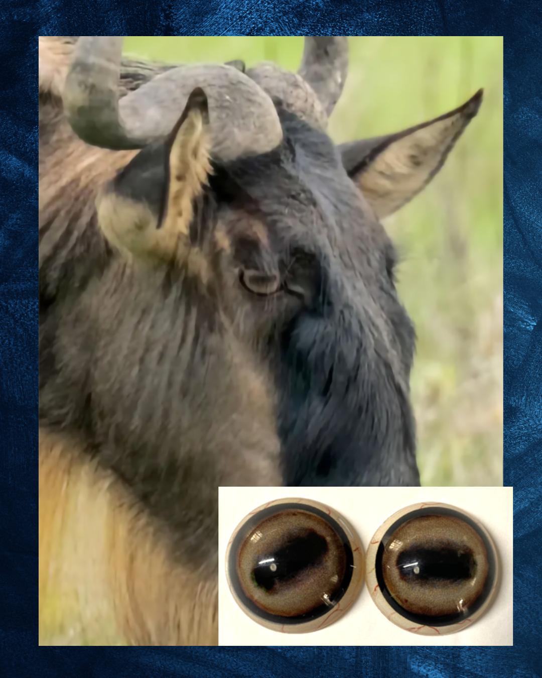 Blue Wildebeest -  Oval Pupil with creamy light brown Iris (FDL)