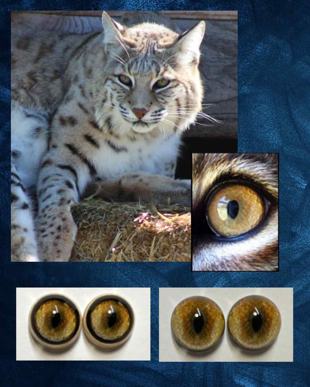 Bobcat Eye - Split pupil with autumn coloured iris (BC)