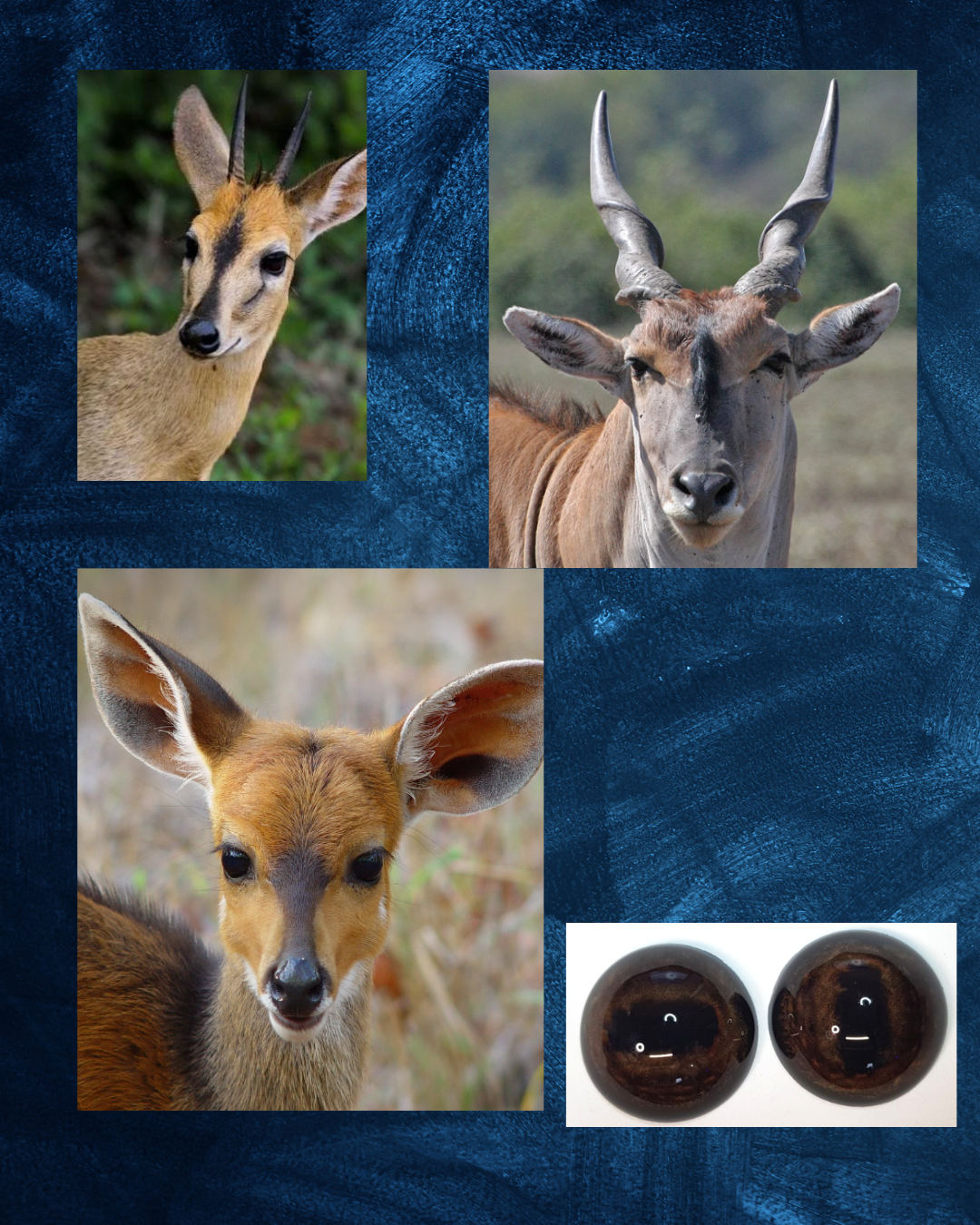 Antelope Eye - Oval pupil with Chocolate brown Iris and mottled light brown veins (BO)