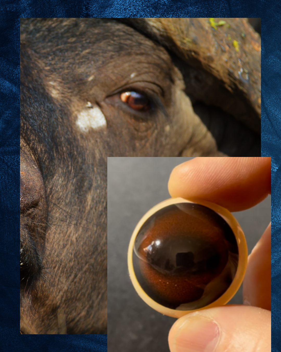 Buffalo Eye - Oval Pupil with Dark Redish Brown Iris (KR)