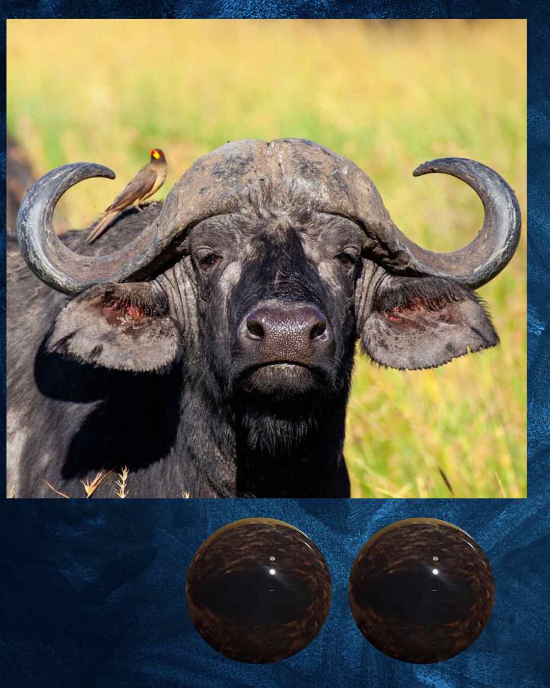Buffalo Eye - Oval Pupil with Dark Brown Iris and light brown mottling (DOL)
