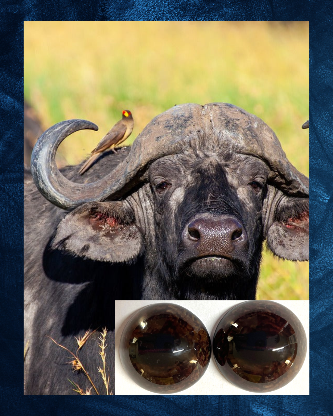 Buffalo Eye - Oval Pupil with Dark Brown Iris and light brown mottling (DOL)