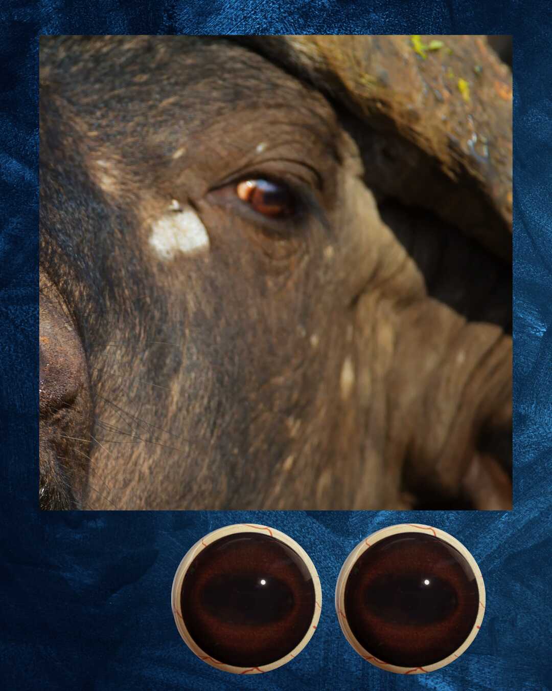 Buffalo Eye - Oval Pupil with Dark Redish Brown Iris (KR)