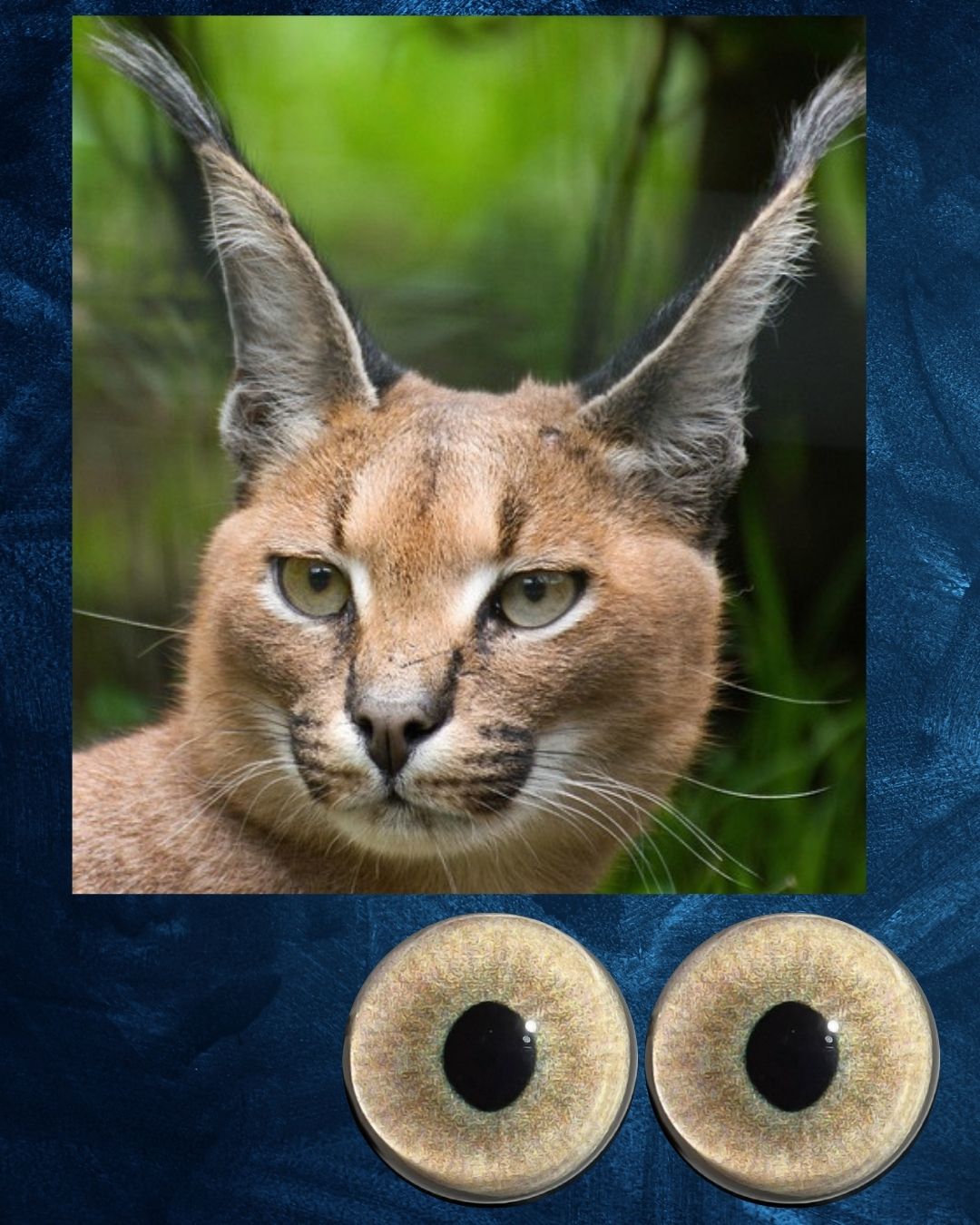 Caracal Eye - Semi oval pupil with light brown Iris (CARBG)