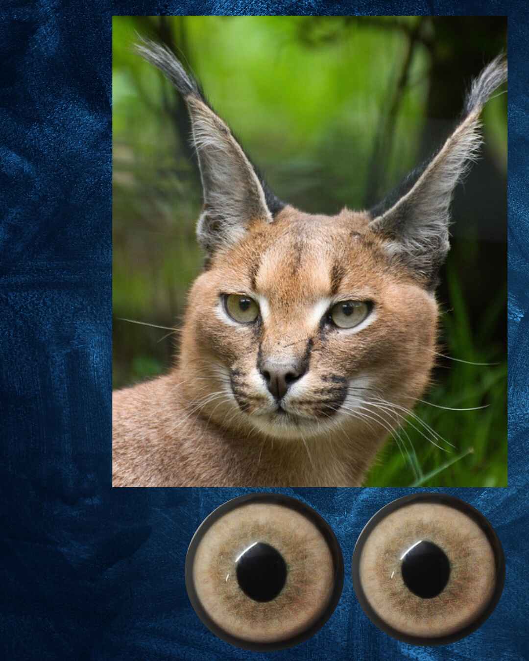 Caracal Eye - Semi oval pupil with light brown Iris (CARBG)