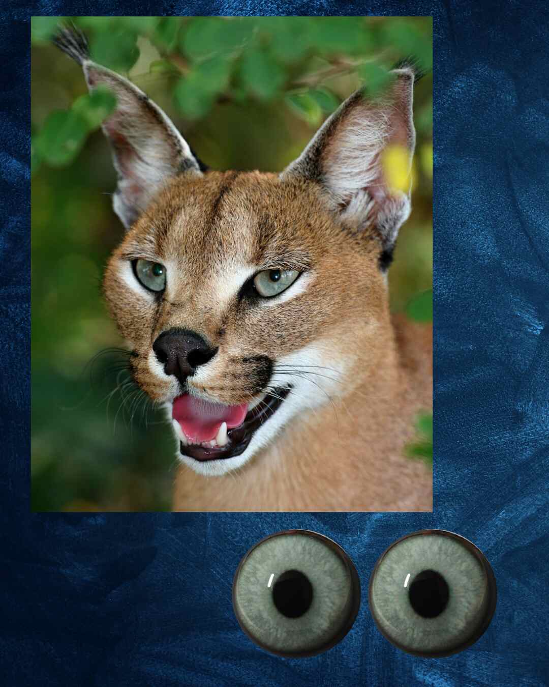 Caracal Eye - Semi oval pupil with light green Iris (CARLG)