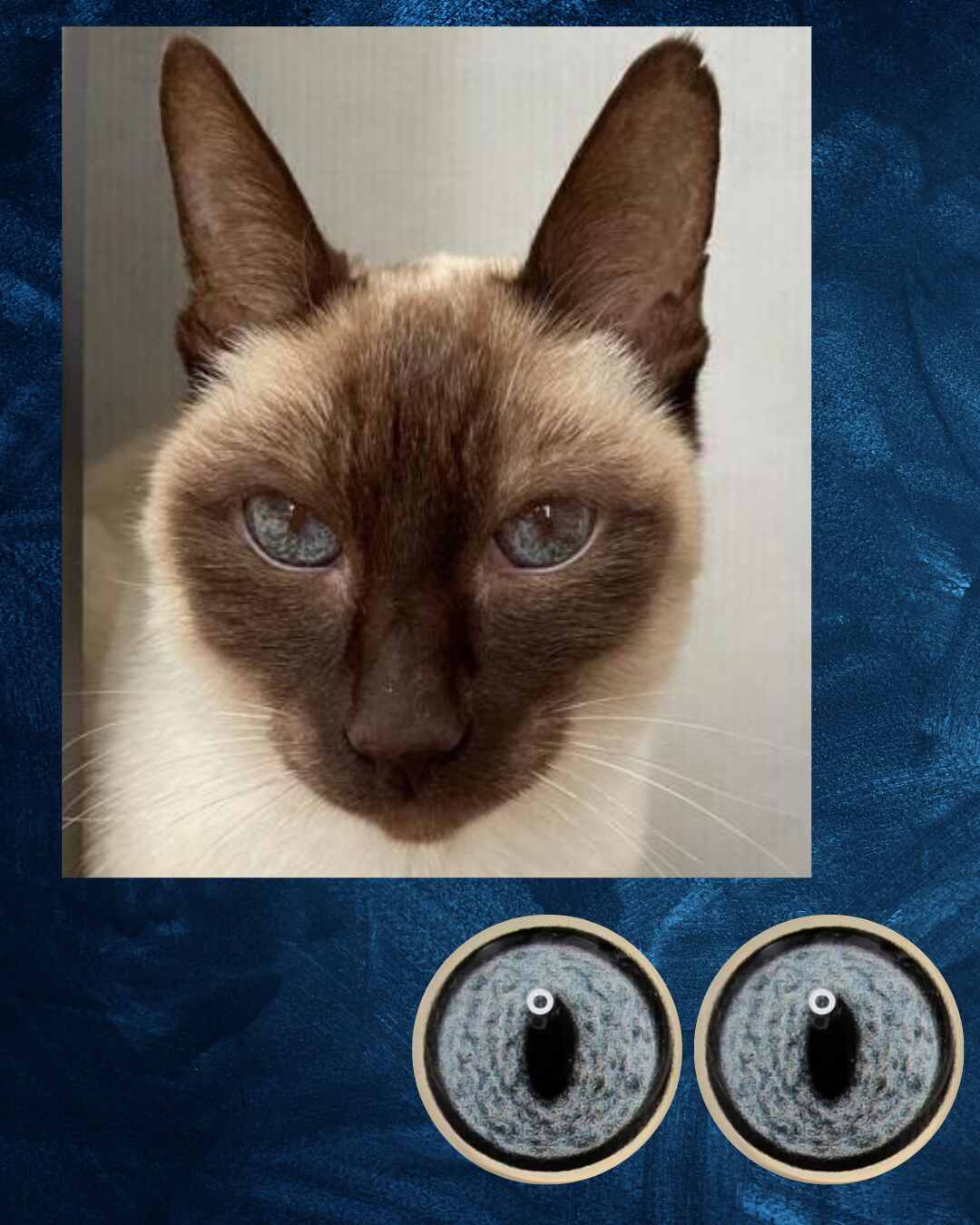 Cat Eye - Slit pupil with mottled blue grey iris (DcatB)